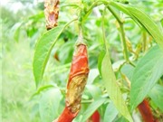 Dịch chiết thảo dược kháng nấm gây bệnh thán thư trên cây ớt